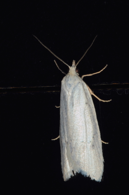 Tortricidae - Eana argentana